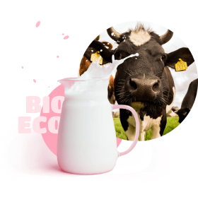 Jug of milk and cow